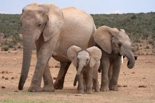 african elephants extinction threat 2020 2024 2025 future