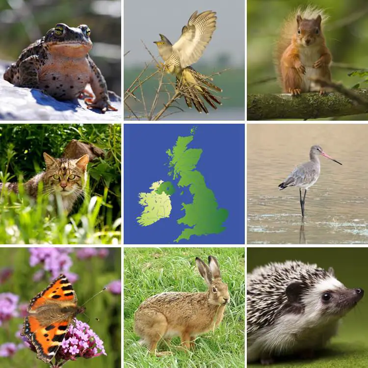 영국 멸종 동물 2025 2030