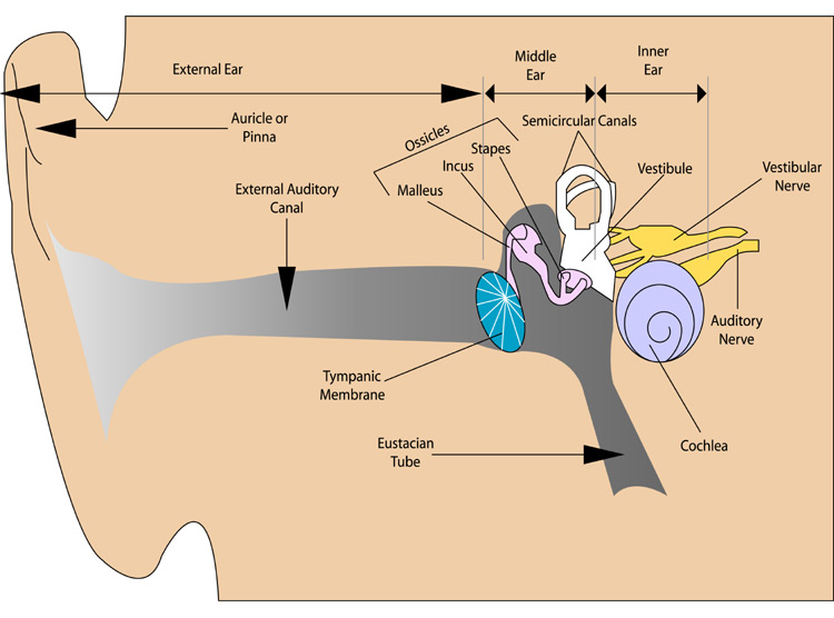 deafness cure 2020 2025 hearing loss regeneration stem cell therapy