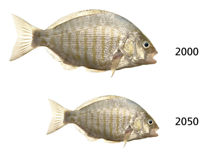 fish body size decline 2050 global warming climate change