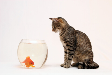 goldfish cat robotic pets 2050 future