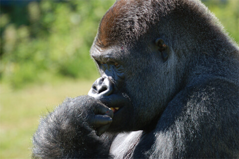 gorilla gorillas extinct 2020 2025 future population africa congo basin