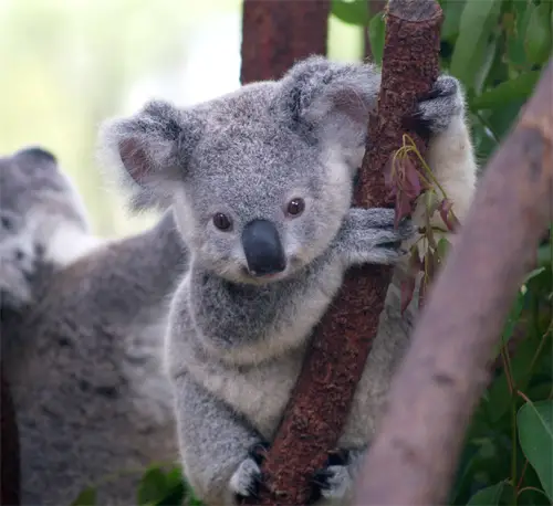 koala bears population australia extinction threat future