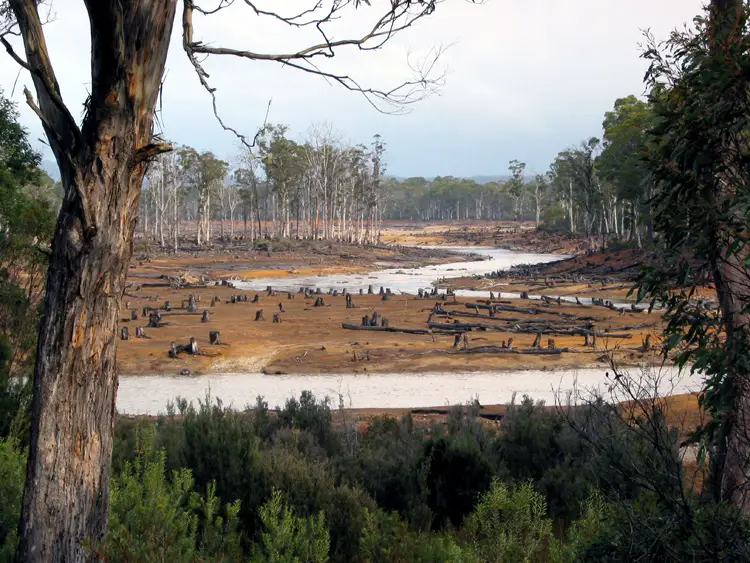nigeria rainforest cross river state deforestation logging africa future