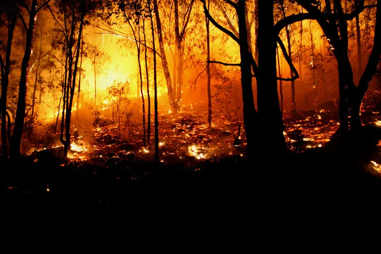 wildfires 2050 forest fires global warming climate change future