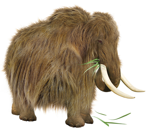 woolly mammoth resurrection cloning 2015