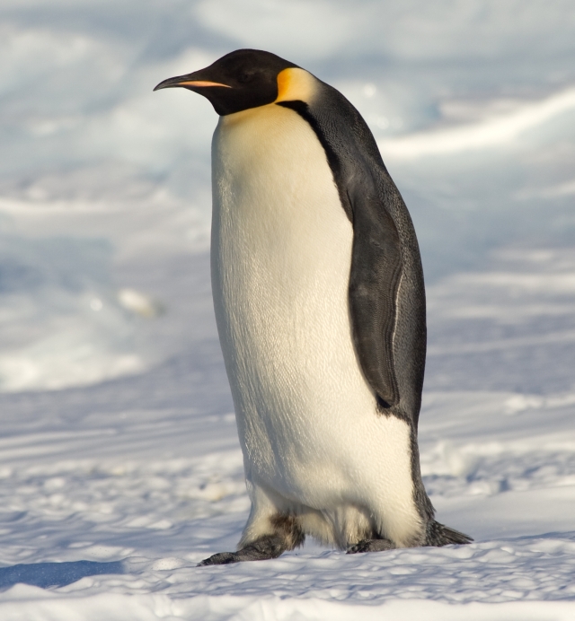 emperor penguin extinct 2100 2105 future antarctic numbers