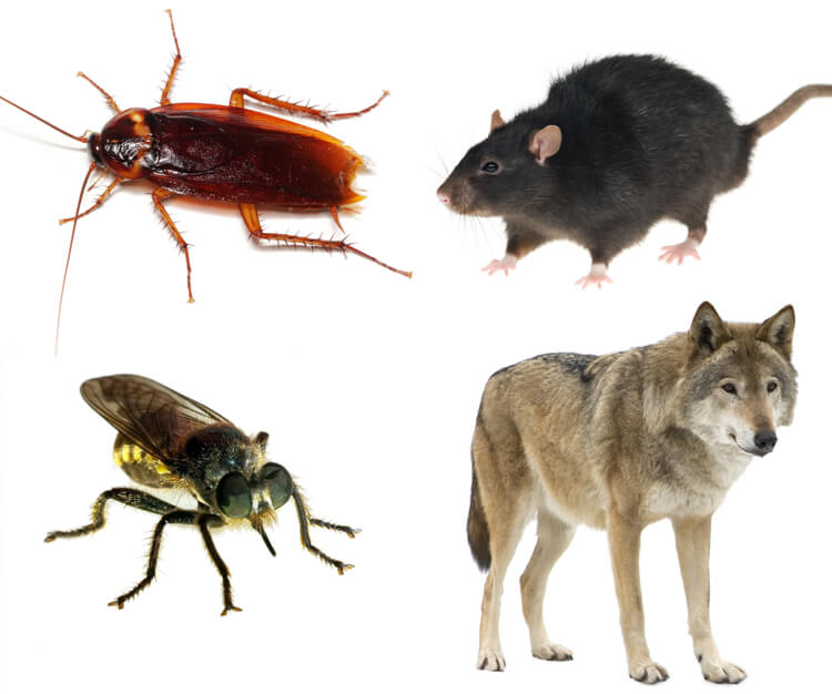mass extinctions timeline cockroaches nuclear survival biodiversity species
