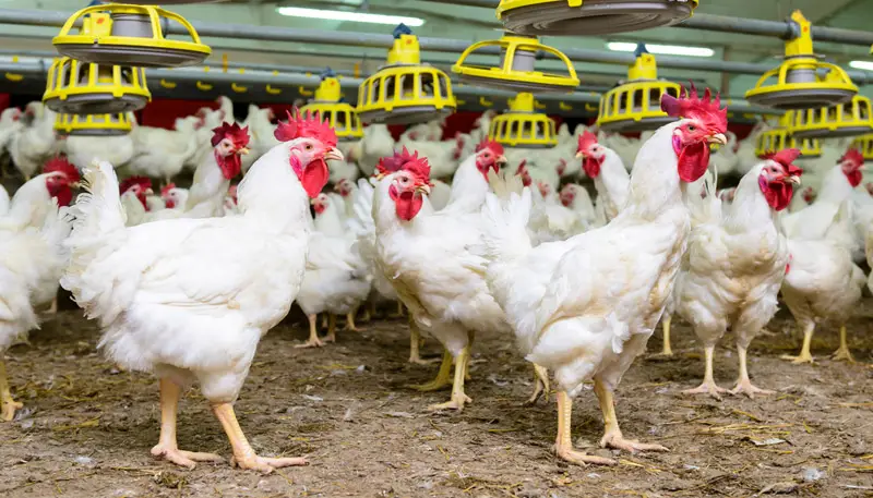 cage free chickens future timeline