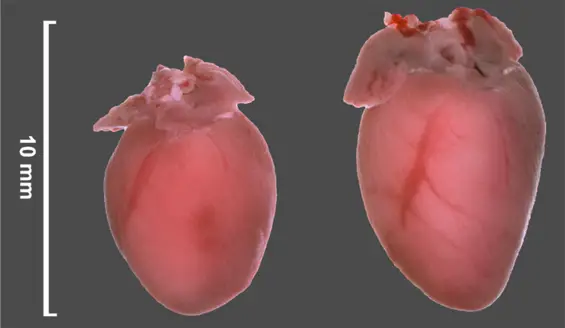 mouse hearts