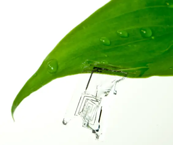 biodegredable electronics leaf