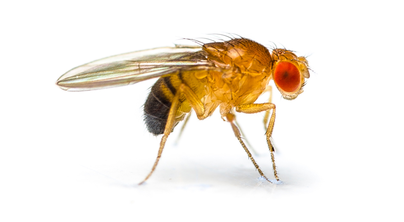 fruit fly