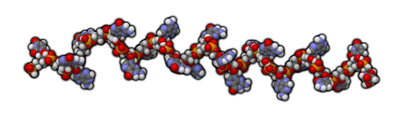 microrna