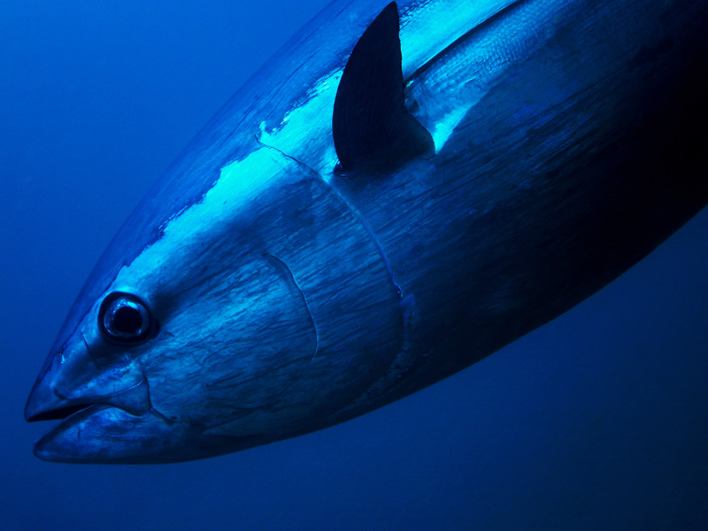 bluefin tuna