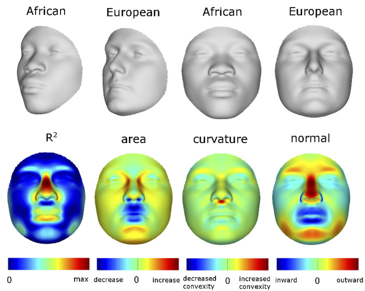 faces