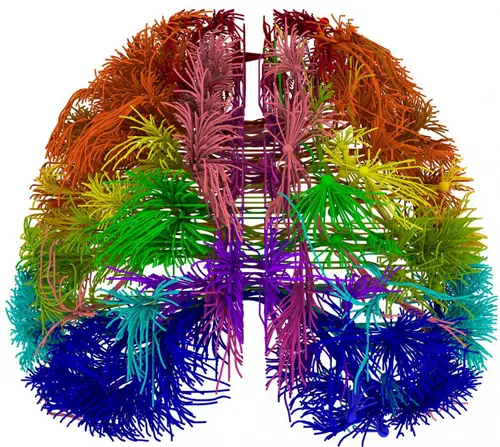 mouse brain map