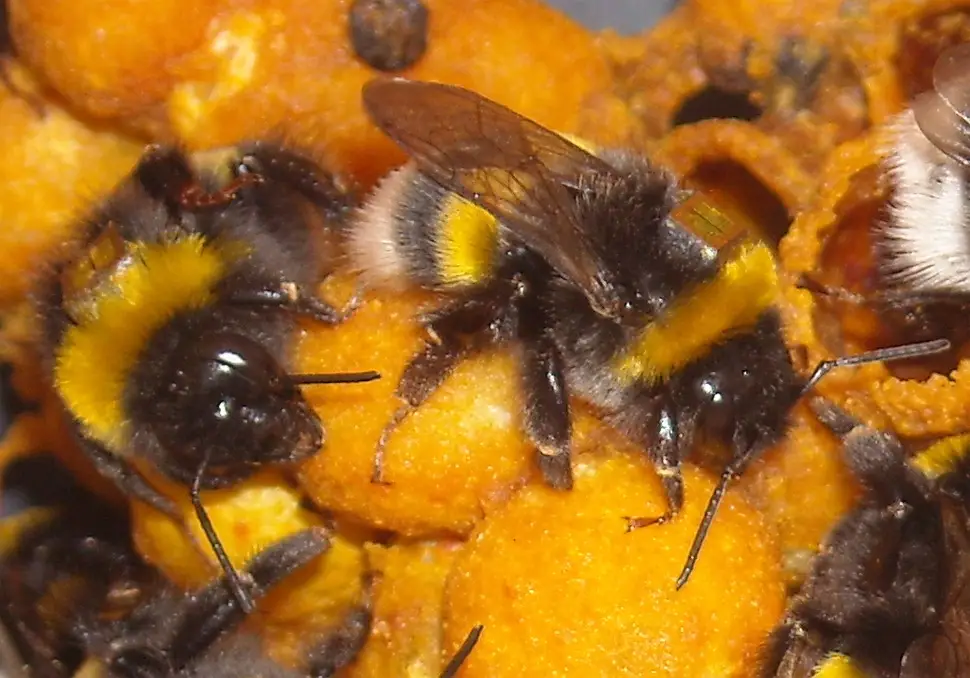 bumblebees with rfid tags