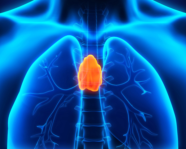 thymus in human