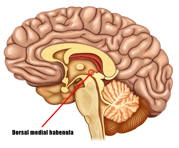 dorsal medial habenula brain diagram exercise motivation