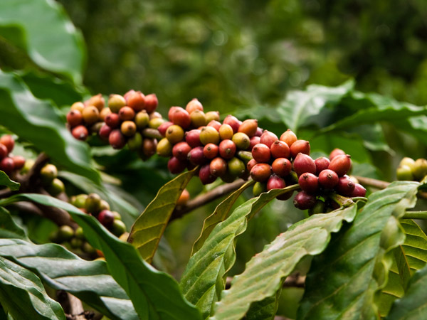 coffee plant