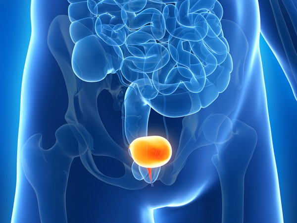 bladder illustration