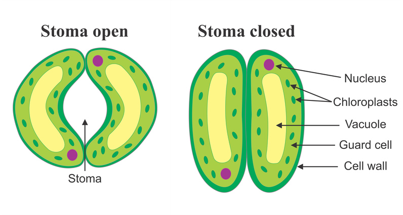 plant stomata diagram