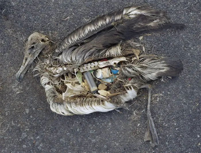 plastic ocean waste in bird