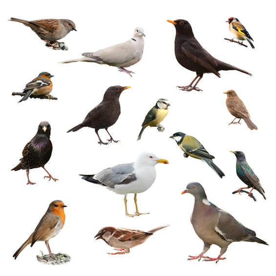 uk birds