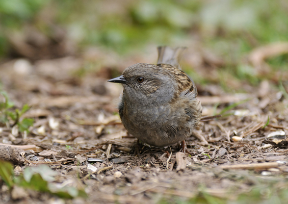 sparrow