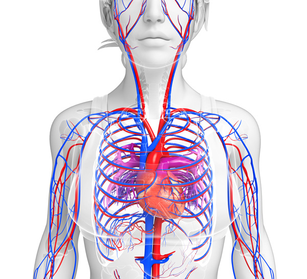 self assembling organic material artificial arteries