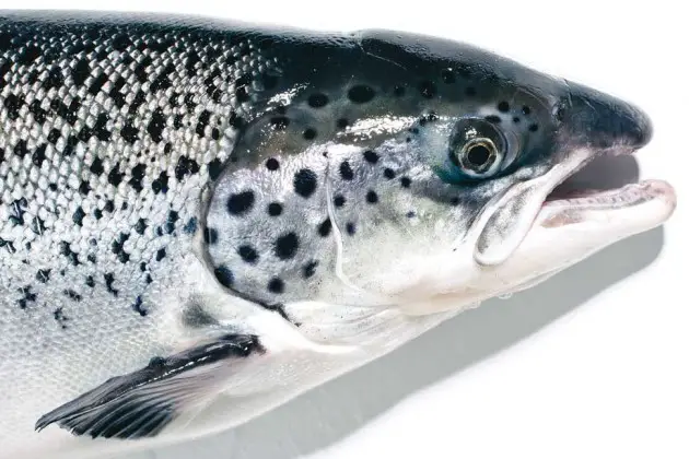 2015 genetically modified salmon future timeline