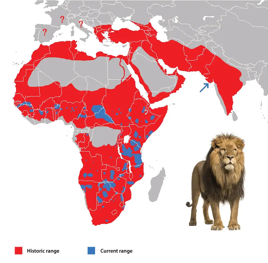 lions population map future timeline