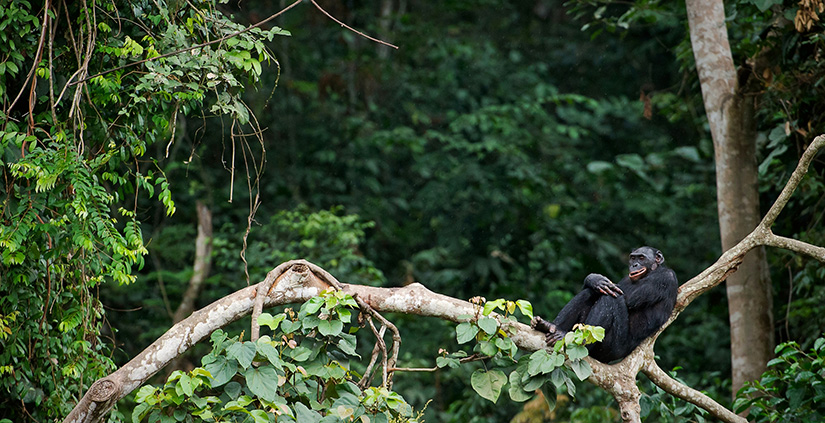 congo rainforest deforestation