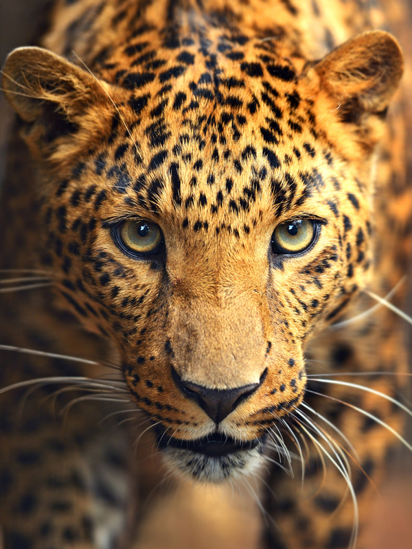 leopard