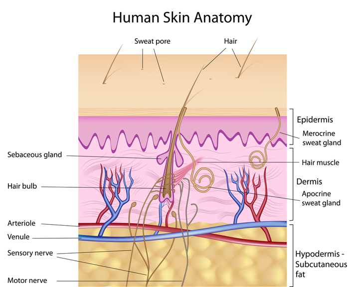 skin layers