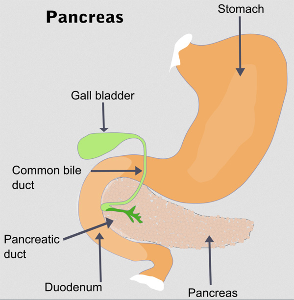 pancreas diagram