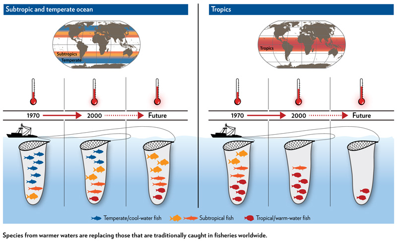 fish diagram