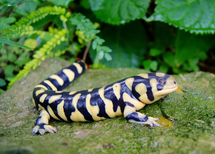 salamander