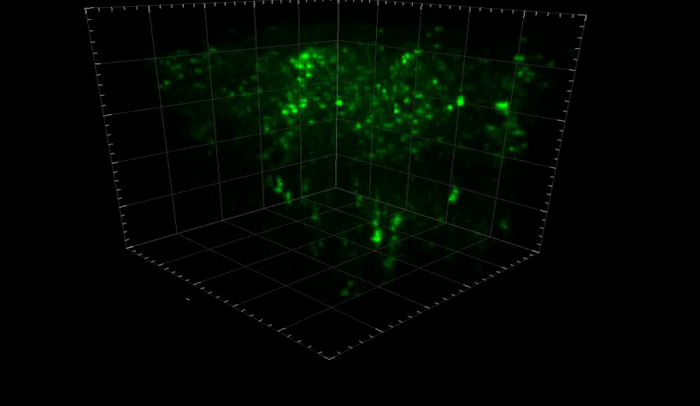 3d mouse neurons