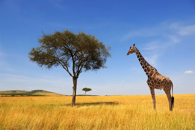 giraffe population future