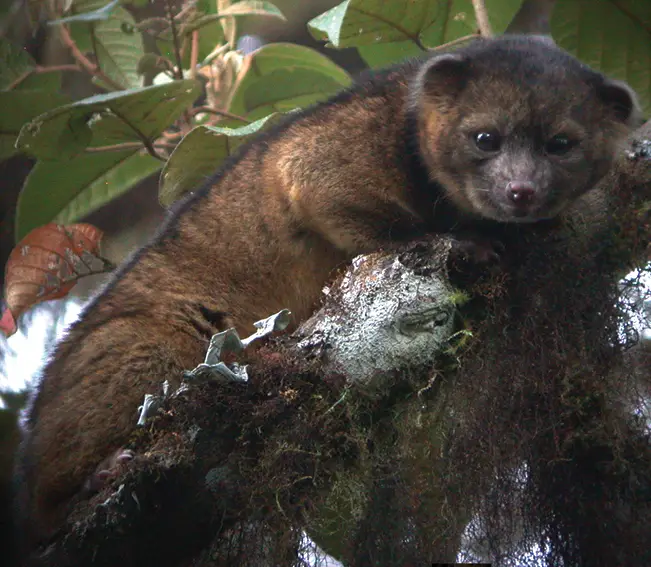 Olinguito