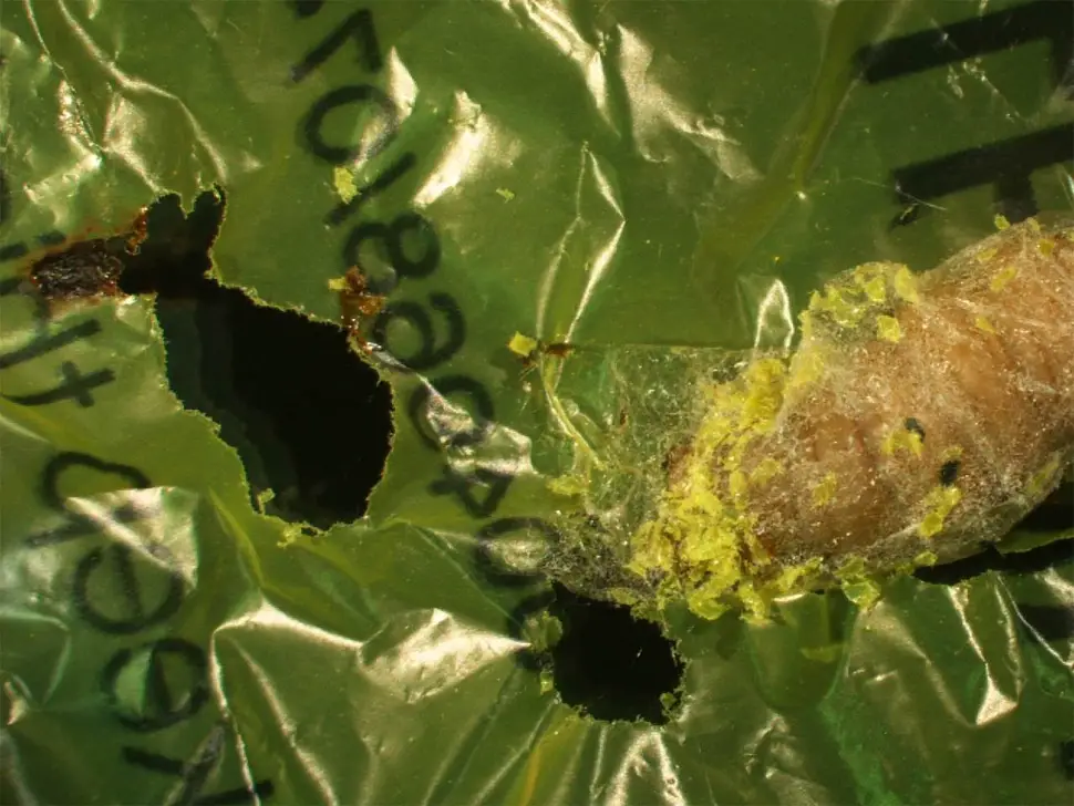 wax moth larvae plastic waste