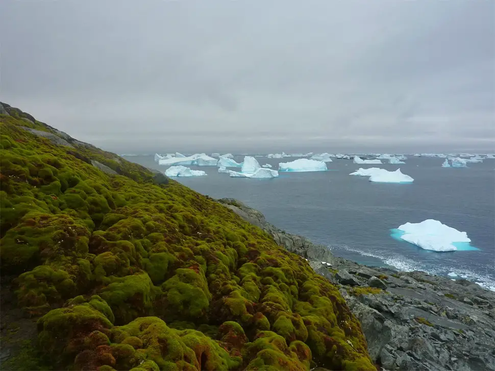 antarctica greening climate change
