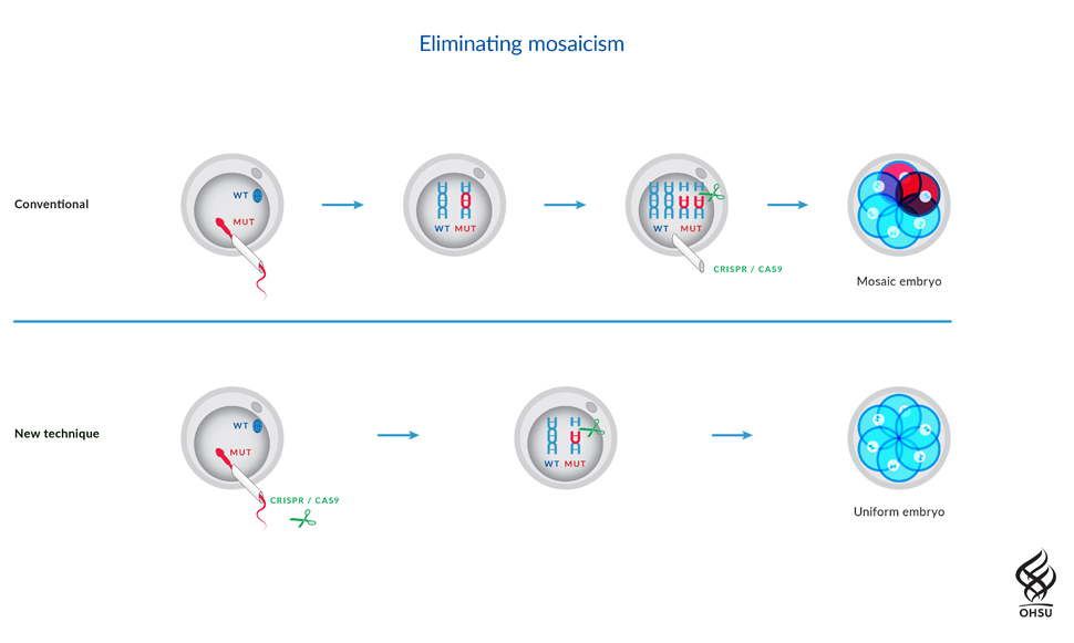 crispr human embryos