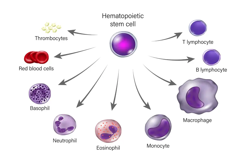 조혈줄기세포 분화