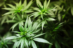 future timeline cannabis legal legalised legalisation poll