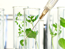 future timeline gm food crops genetic modification technology