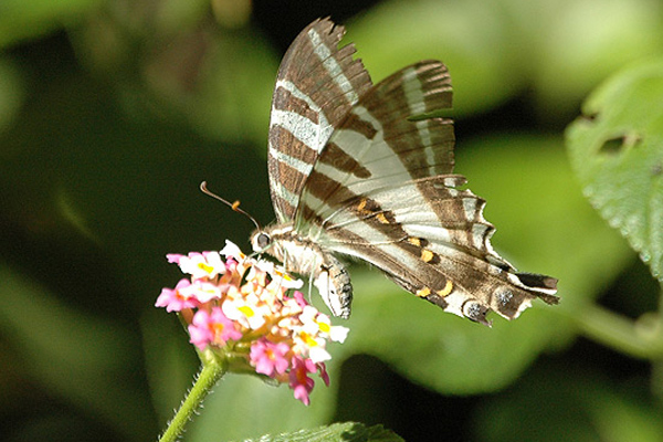 butterfly extinctions australia future 2040s