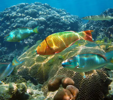 caribbean coral reefs future parrotfish