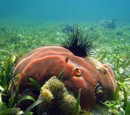 caribbean coral reefs future sea urchin